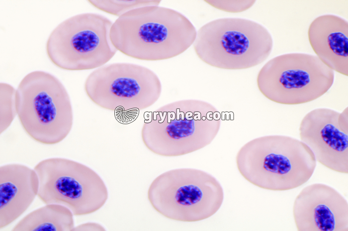 Sang de Batracien x400 - gryphea.org